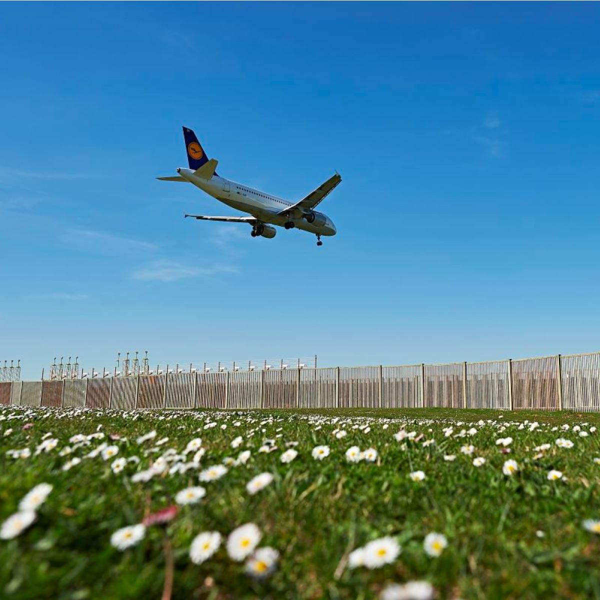 Picture of a plane flying above grass & flowers